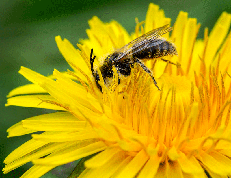 New Bee Sand Planters